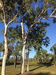 Eucalyptus platyphylla