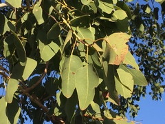 Eucalyptus platyphylla