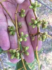 Eucalyptus platyphylla