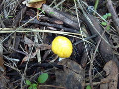 Bolbitius titubans