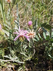 Psephellus sibiricus