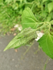 Peucetia formosensis