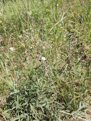 Geranium pseudosibiricum