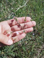 Geranium pseudosibiricum