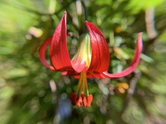 Lilium occidentale