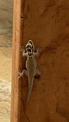 Lygodactylus mombasicus