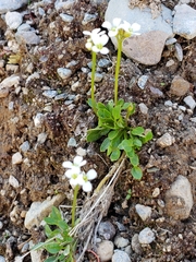 Cardamine bellidifolia