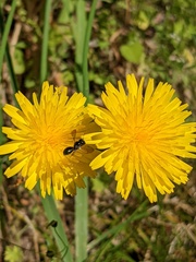 Ceratinini