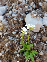 Cardamine bellidifolia
