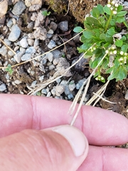 Cardamine bellidifolia