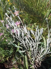 Psephellus sibiricus