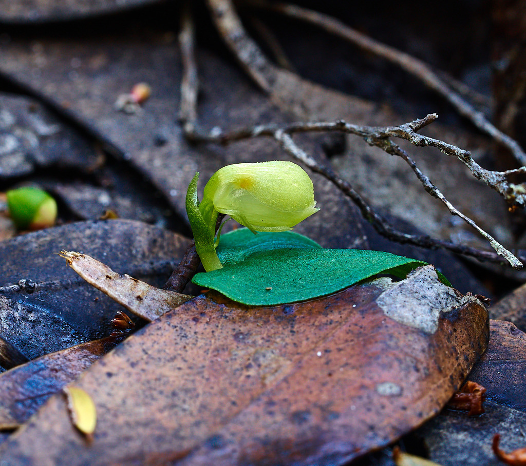 Corybas unguiculatus