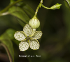 Ceropegia elegans