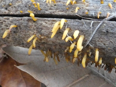 Calocera sinensis