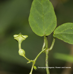 Ceropegia elegans