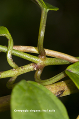 Ceropegia elegans