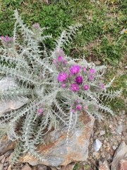 Carduus carlinoides