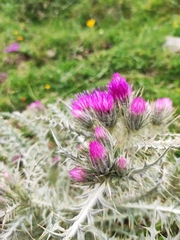 Carduus carlinoides