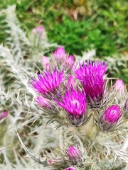 Carduus carlinoides