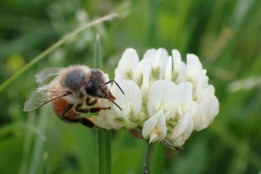 Apis mellifera