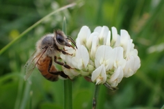 Apis mellifera