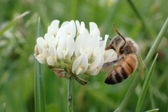 Apis mellifera