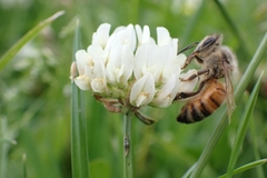 Apis mellifera