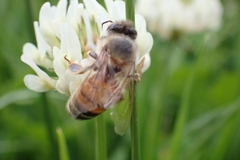 Apis mellifera