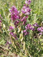 Polygala hybrida