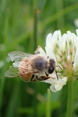 Apis mellifera