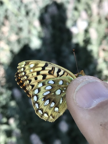 Great Basin Fritillary photo 3