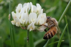 Apis mellifera
