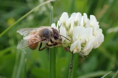 Apis mellifera