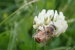 Apis mellifera
