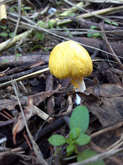 Bolbitius titubans