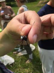 Leucorrhinia intacta