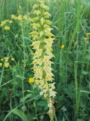 Pedicularis proboscidea