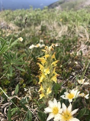 Pedicularis oederi