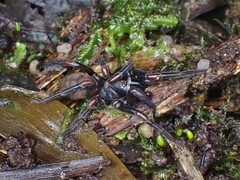 Stanwellia grisea