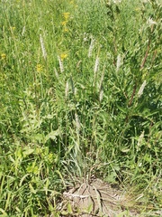 Phleum phleoides