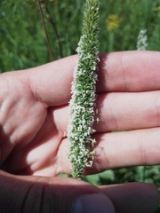 Phleum phleoides