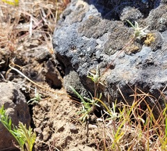 Antennaria flagellaris