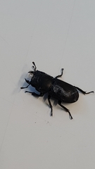 Dorcus parallelipipedus