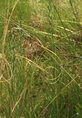 Hesperostipa spartea