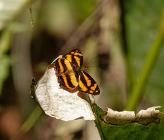 Symbrenthia lilaea