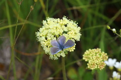 Euphilotes battoides