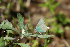 Callophrys affinis