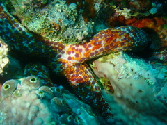 Linckia multifora