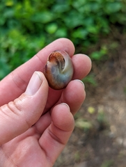 Quantula striata