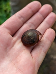 Quantula striata